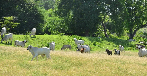 Martinica, mucche nel prato di Sainte Anne nelle Indie Occidentali — Foto Stock