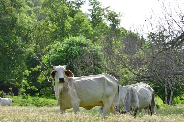 Martinica, mucche nel prato di Sainte Anne nelle Indie Occidentali — Foto Stock