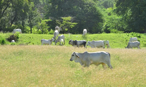 Martinique, vaches dans un pré de Sainte Anne aux Antilles — Photo