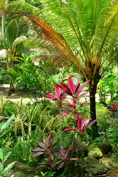 Martinique, picturesque Habitation Ceron in Le Precheur in West — Stock Photo, Image