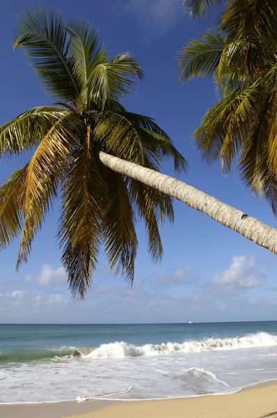 Frankreich, martinique, salines strand in sainte anne — Stockfoto