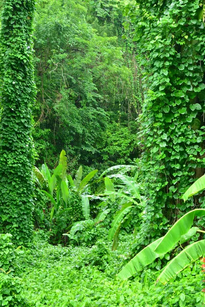 Martinica, pintoresco bosque tropical en el pueblo de Les Le —  Fotos de Stock