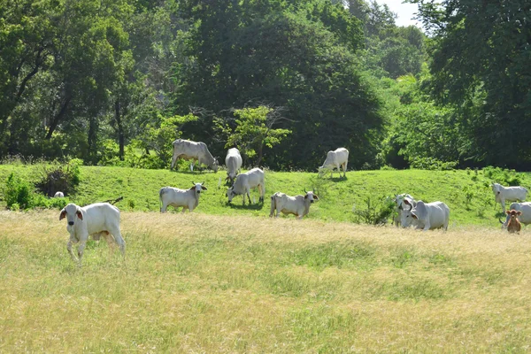 Martinique, cows in a meadow of Sainte Anne in West Indies — Stock Photo, Image