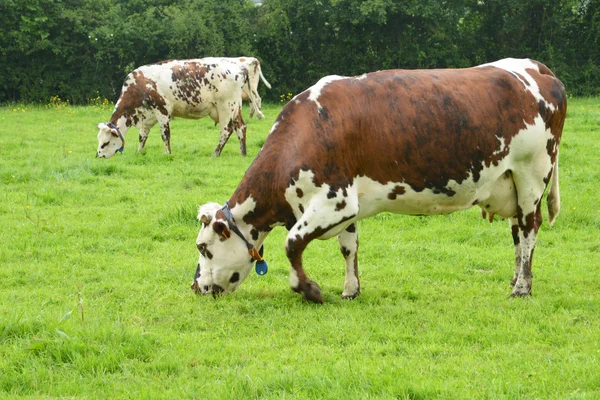 Francia, il pittoresco villaggio di Le Mesnil Durand — Foto Stock