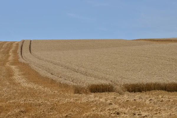 France, wheat field near the village of Oinville sur Montcient — Stock Photo, Image