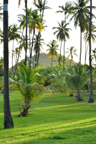 Мартиника, picturesque village of Sainte Anne in West Indies — стоковое фото