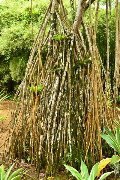 França, o pitoresco jardim de Balata na Martinica — Fotografia de Stock