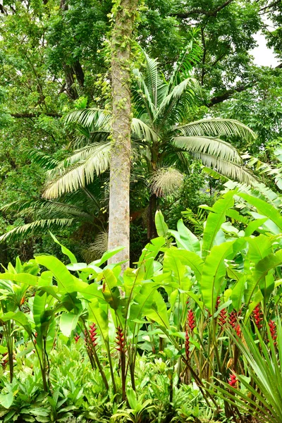 Fransa, Balata pitoresk bahçe içinde Martinique — Stok fotoğraf