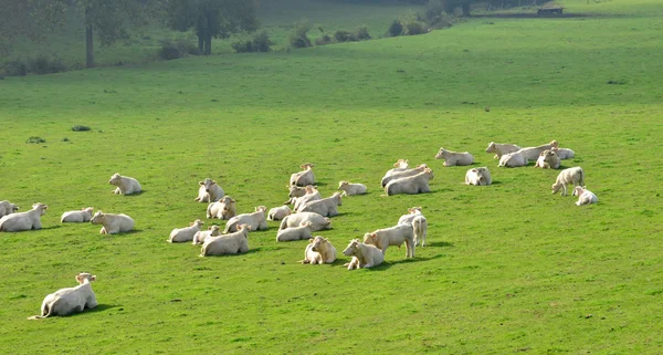 Malerische Landschaft des Dorfes Lisors in der Normandie — Stockfoto