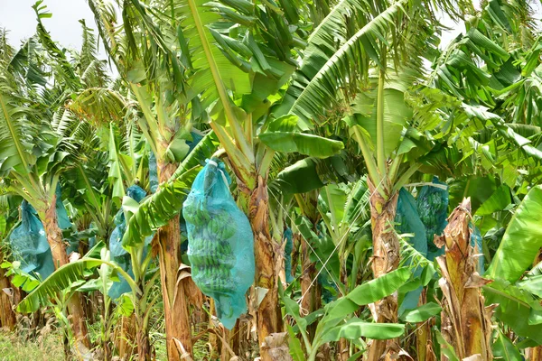 Martinique,  banana plantation in Le Francois in West Indies — Stock Photo, Image