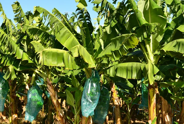 Martinique, banana plantation in Le Vauclin in West Indies — Stock Photo, Image