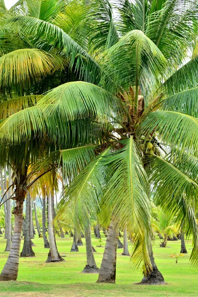 Martinique, parc pittoresque de la ville de Sainte Anne à Wes — Photo