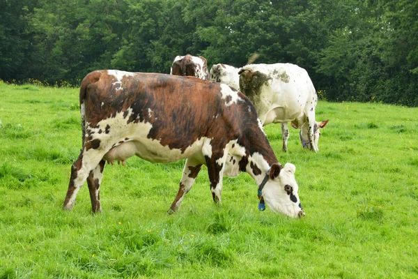 Frankrike, den pittoreska byn Le Mesnil Durand — Stockfoto