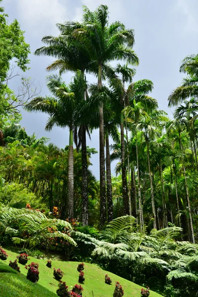 Francia, el pintoresco jardín de Balata en Martinica — Foto de Stock