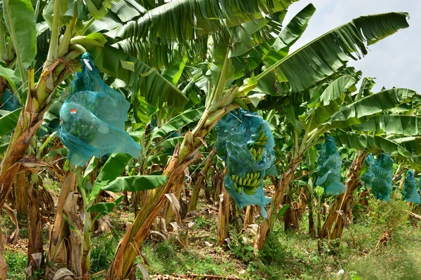 Martinique,  banana plantation in Le Francois in West Indies — Stock Photo, Image