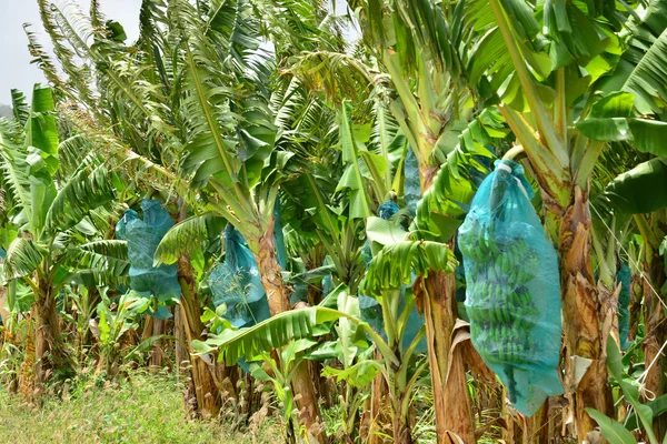 Martinique,  banana plantation in Le Francois in West Indies — Stock Photo, Image