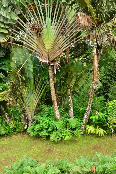 França, o pitoresco jardim de Balata na Martinica — Fotografia de Stock
