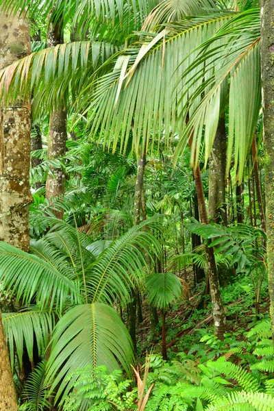 Frankrike, den pittoreska trädgård Balata i Martinique — Stockfoto