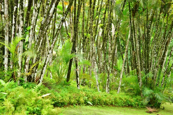 Francia, el pintoresco jardín de Balata en Martinica —  Fotos de Stock