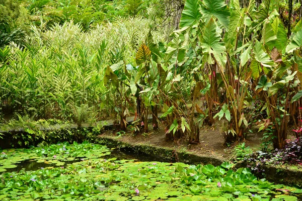 France, the picturesque garden of Balata in Martinique — Stock Photo, Image