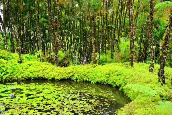 Frankrike, den pittoreska trädgård Balata i Martinique — Stockfoto