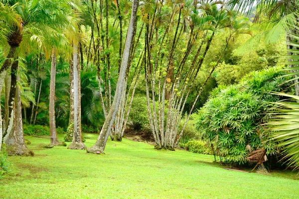 Francia, el pintoresco jardín de Balata en Martinica —  Fotos de Stock