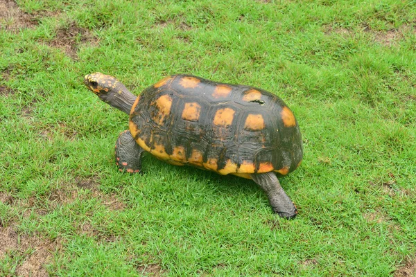 El pintoresco zoológico de Martinica en Le Carbet en las Indias Occidentales — Foto de Stock