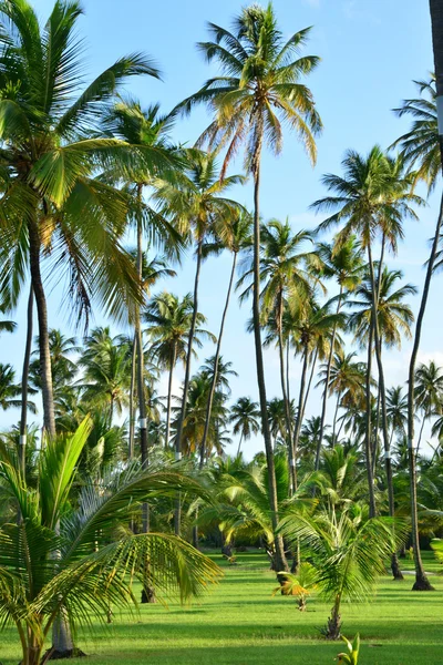 Martinica, pittoresco villaggio di Sainte Anne nelle Indie Occidentali — Foto Stock