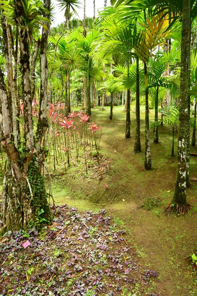 Francia, el pintoresco jardín de Balata en Martinica — Foto de Stock