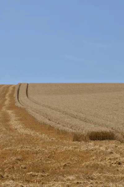 Γαλλία, πεδίο σιτάρι κοντά το χωριό του Oinville sur Montcient — Φωτογραφία Αρχείου