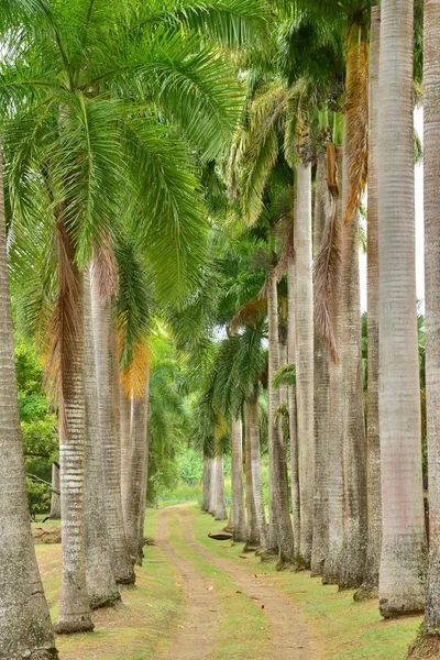 Martinique, pittoreska boning Clement i Le Francois i vi — Stockfoto