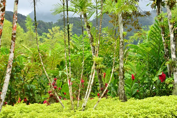 Francia, el pintoresco jardín de Balata en Martinica — Foto de Stock