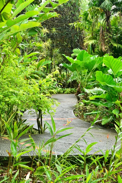 France, the picturesque garden of Balata in Martinique — Stock Photo, Image