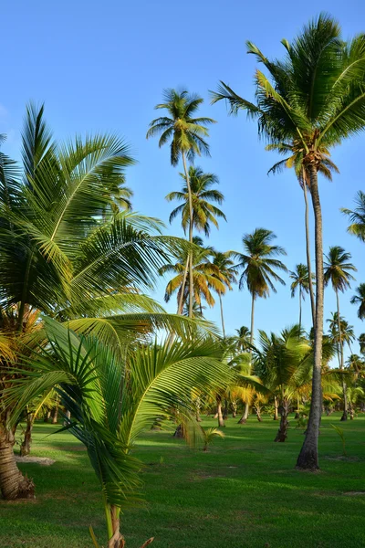 Martinica, pitoresco parque na cidade de Sainte Anne em Wes — Fotografia de Stock