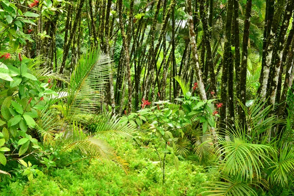 France, le jardin pittoresque de Balata en Martinique — Photo