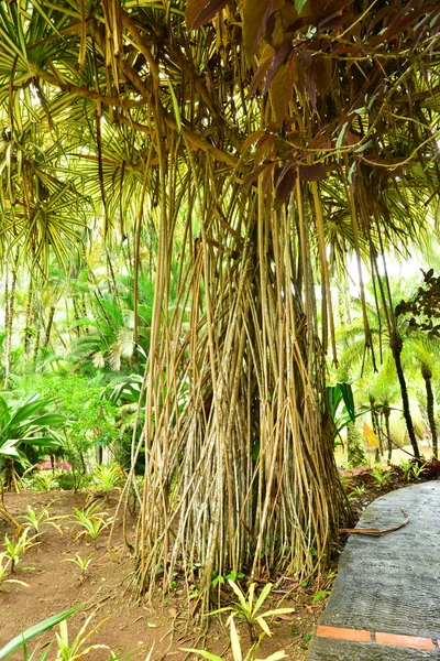 Francia, el pintoresco jardín de Balata en Martinica — Foto de Stock