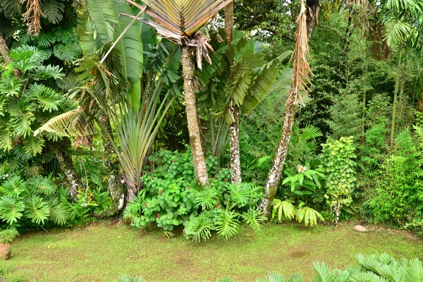 Le pittoresque zoo martiniquais du Carbet aux Antilles — Photo