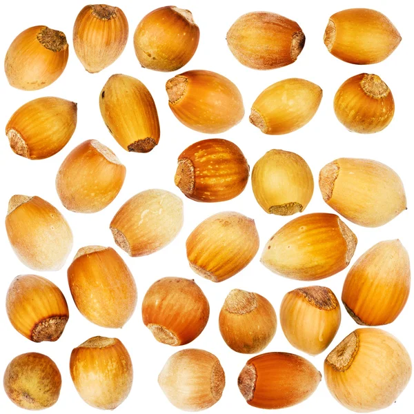 Big size set of forest hazelnuts — Stock Photo, Image