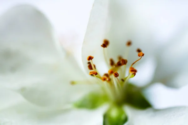 Екстремальне Крупним Планом Зображення Цвітіння Білого Яблука Жовті Тичинки Центрі — стокове фото
