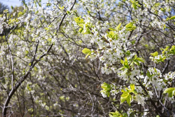 Schöne Frühlingsblüte Pflaumenbaum Mit Niedrigen Dof — Stockfoto