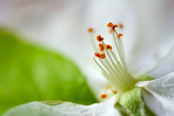 Extreme Close Image White Apple Blossom Yellow Stamen Center Selective — Stock Photo, Image