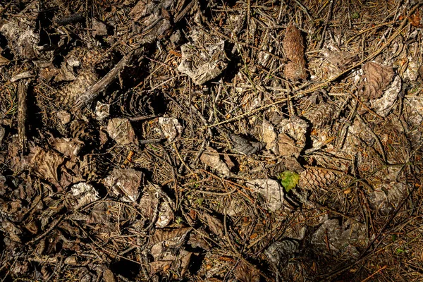 いくつかの葉 小枝やコーンと自然松の森の地面 森林土壌の質感の背景 — ストック写真