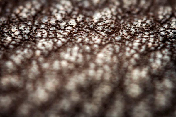 Extrémní Detailní Záběr Kůže Mělká Hloubka Pole Makro Pro Hnědou — Stock fotografie