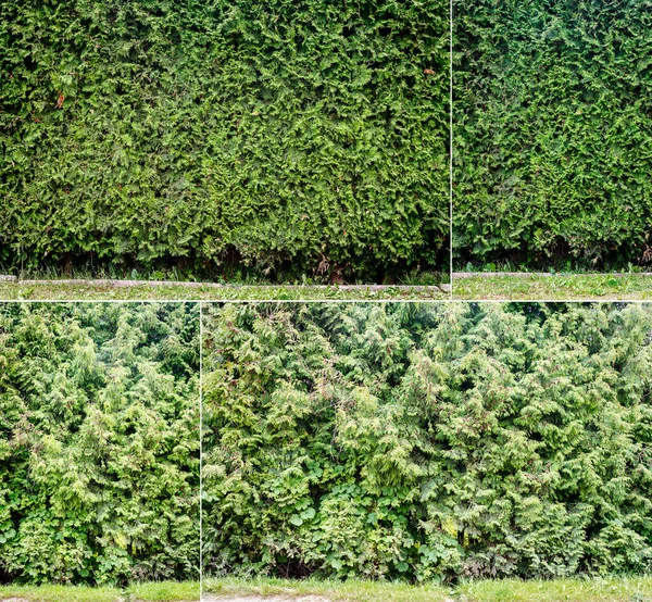 Verzameling Van Beelden Met Groen Gras Groene Thuja Heg Achtergronden — Stockfoto