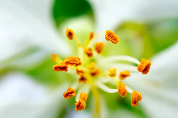 Extreme Close Image White Apple Blossom Yellow Stamen Center Selective — Stock Photo, Image