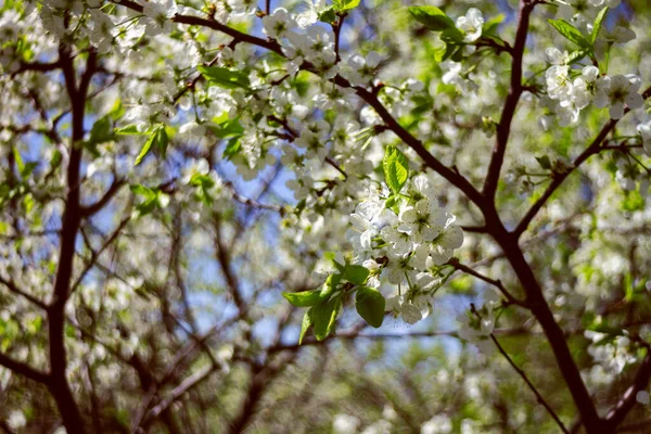 Schöne Frühlingsblüte Pflaumenbaum Mit Niedrigen Dof — Stockfoto