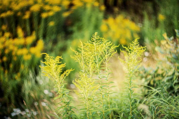 黄花棒 Solidago Altissima 日落时 低剂量 软焦距镜片 — 图库照片