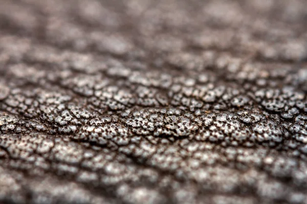 Extreme Closeup Leather Shallow Deph Field Macro Brown Leather — Stock Photo, Image