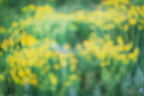 赤とデは新鮮な黄色の花と緑の草に焦点を当てた 背景用の専用花や草 — ストック写真