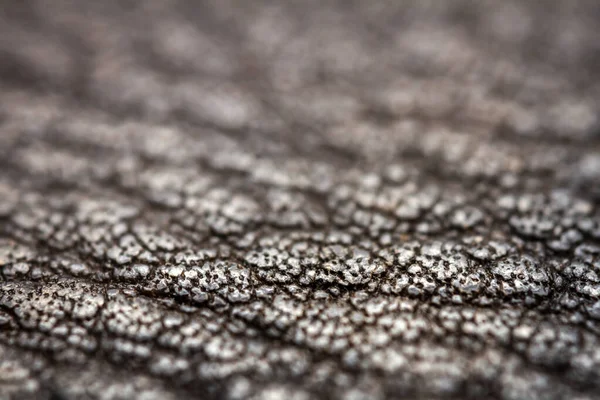 Extreme Closeup Leather Shallow Deph Field Macro Brown Leather — Stock Photo, Image